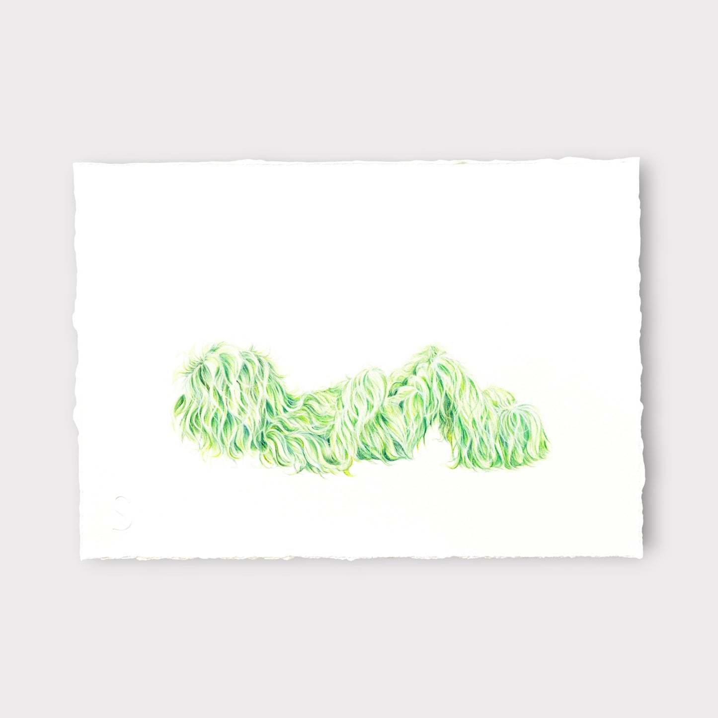 Hairy Monster - Thomas (2025)