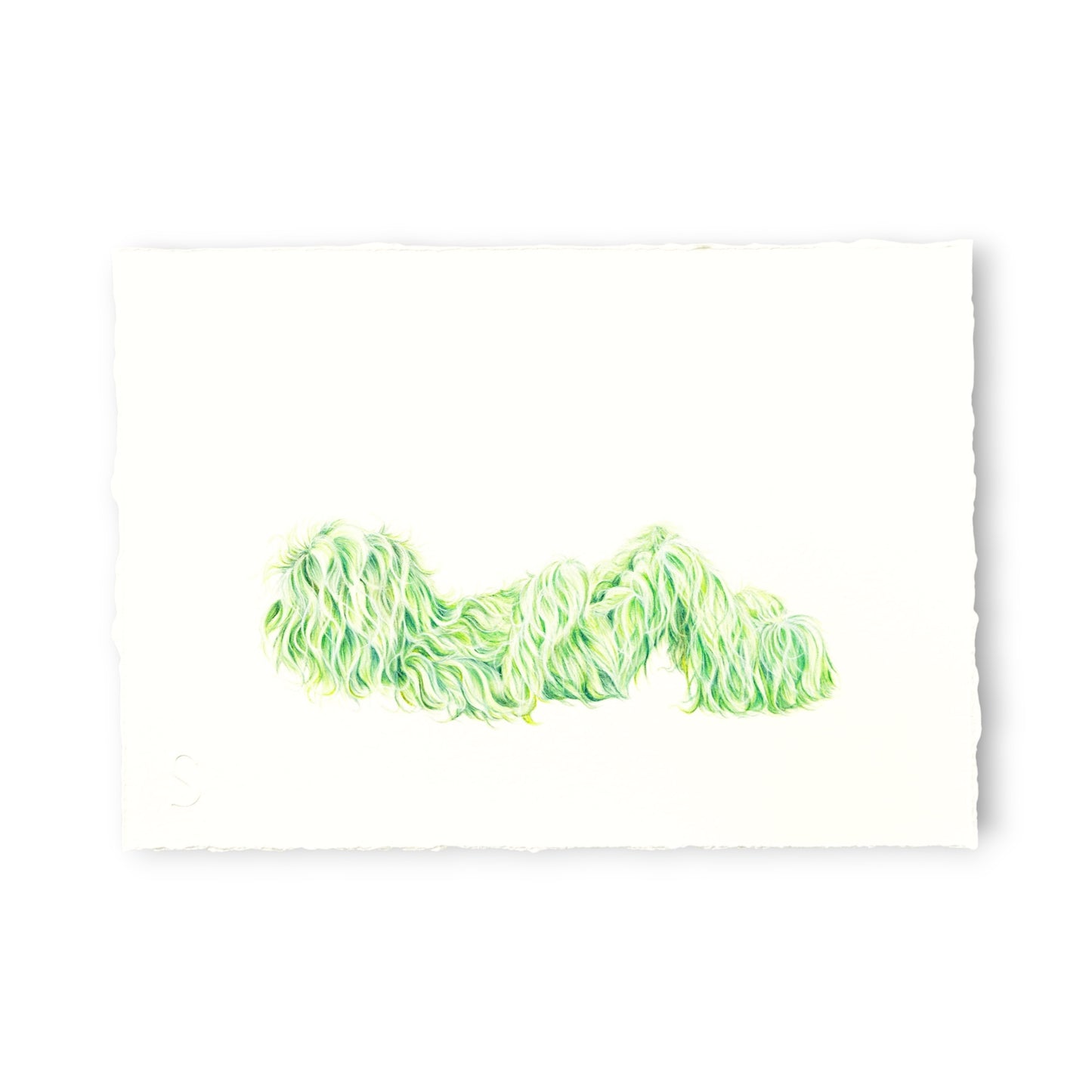 Hairy Monster - Thomas (2025)