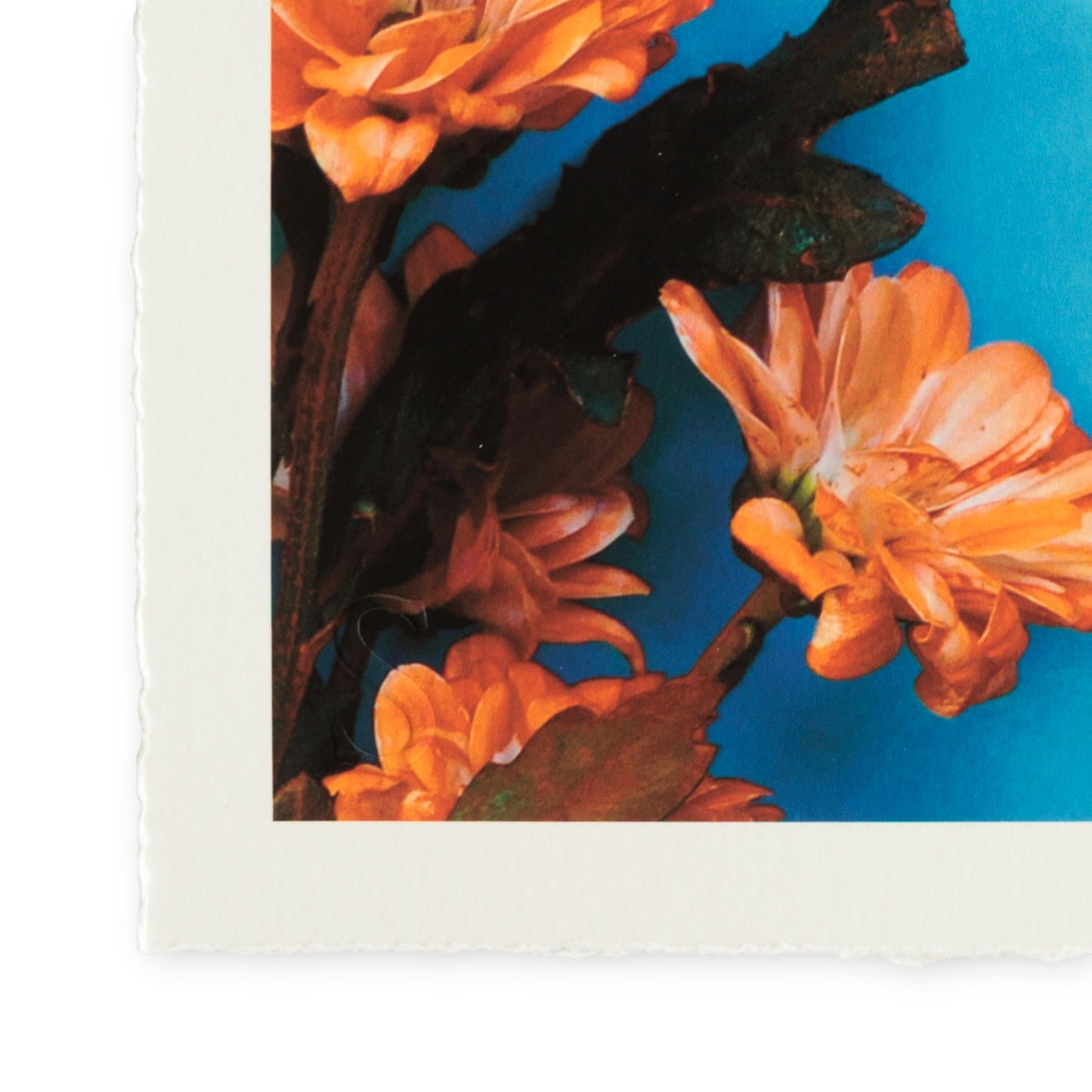 Romain Joly - Poisson Fleur (2025)
