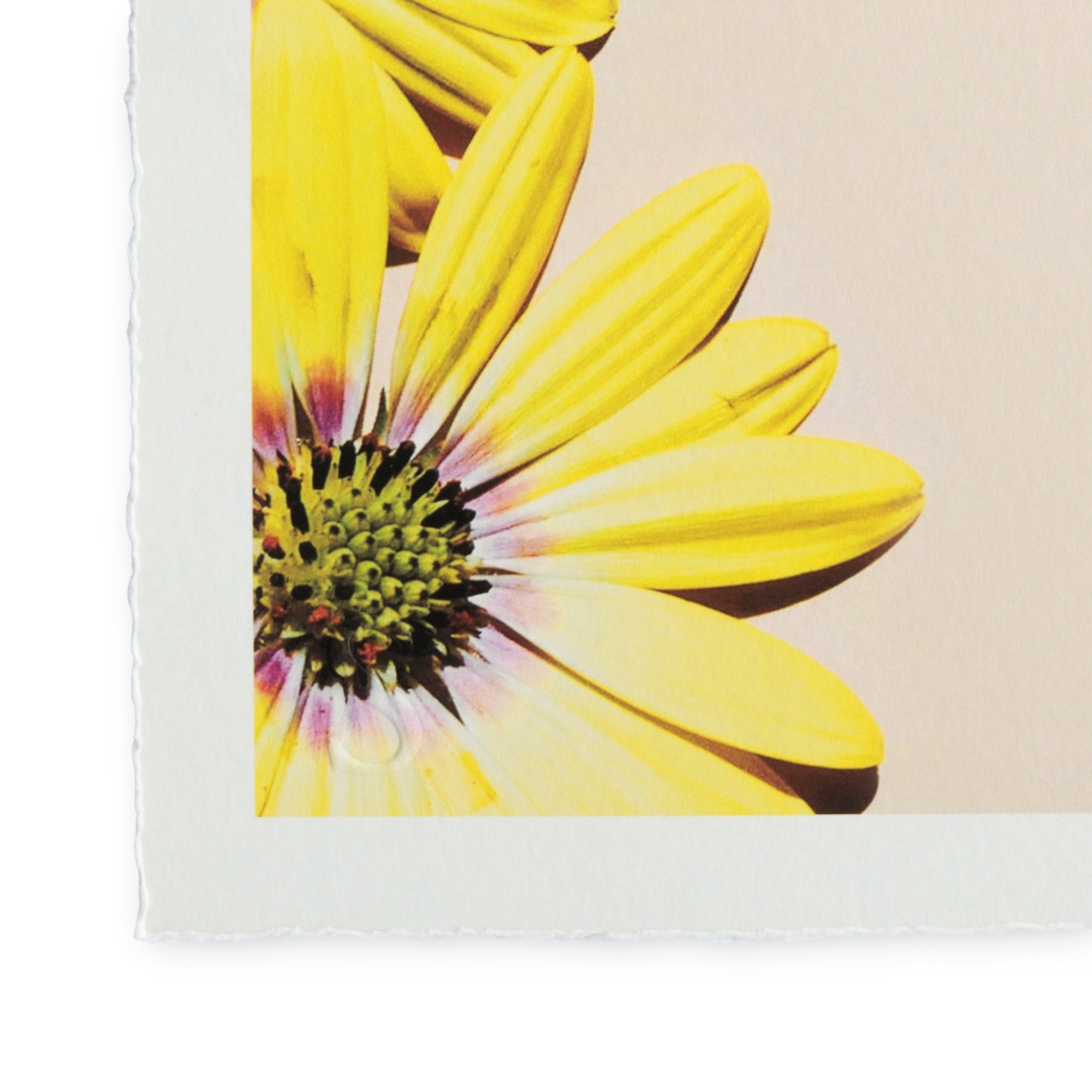 Romain Joly - Surfer Flower (2025)