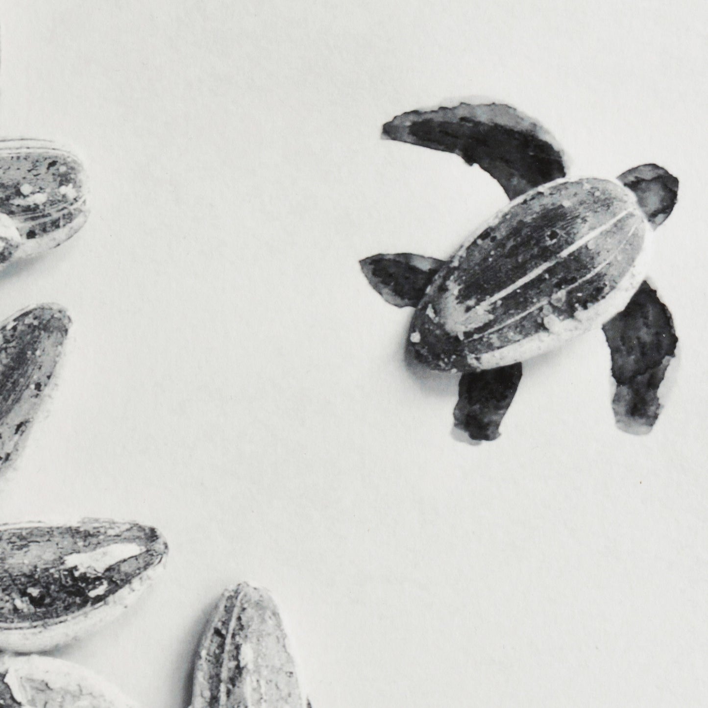 Romain Joly - Tortue (2025)