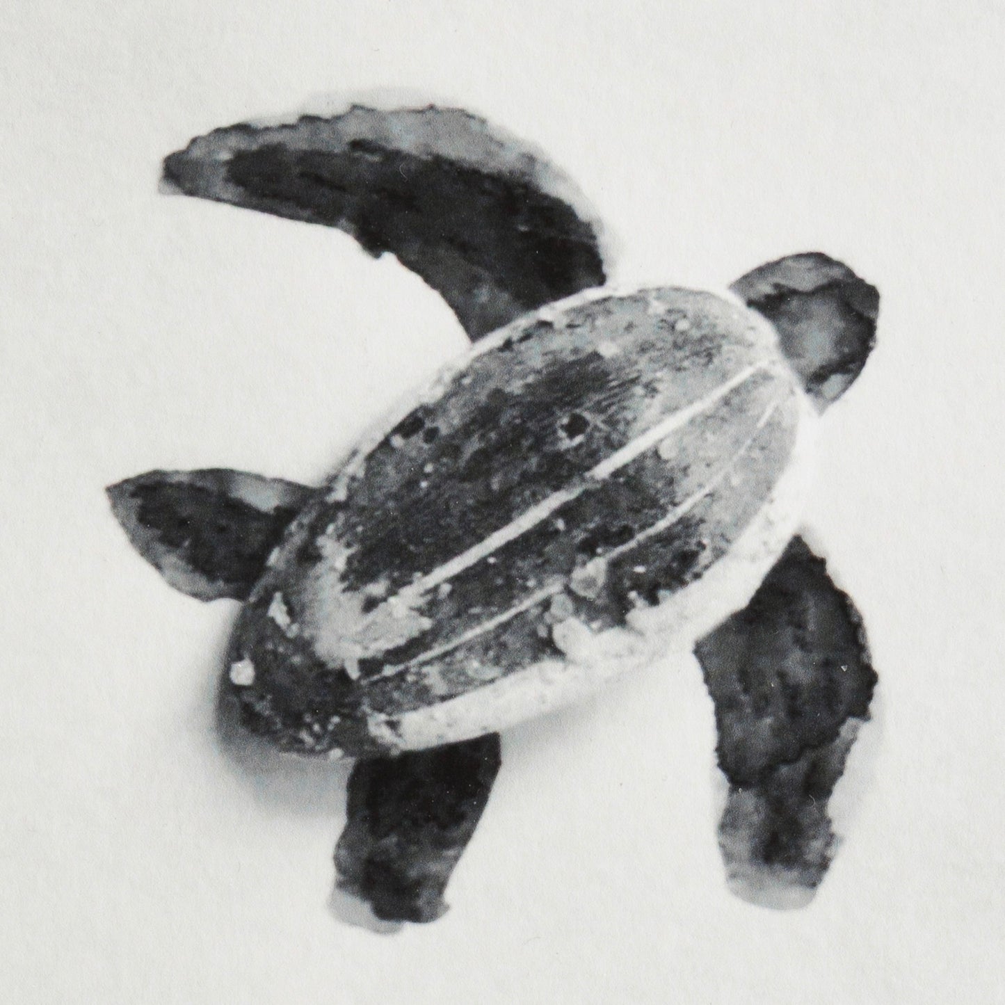 Romain Joly - Tortue (2025)