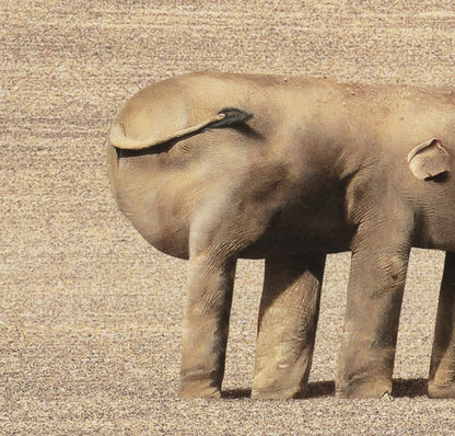 Things I Have Drawn - Sarah Contemplates Life (2025)