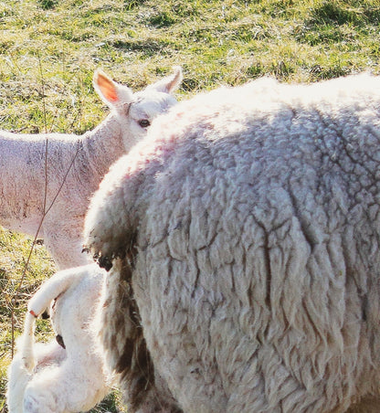 Things I Have Drawn - Toby Takes His Time (2025)