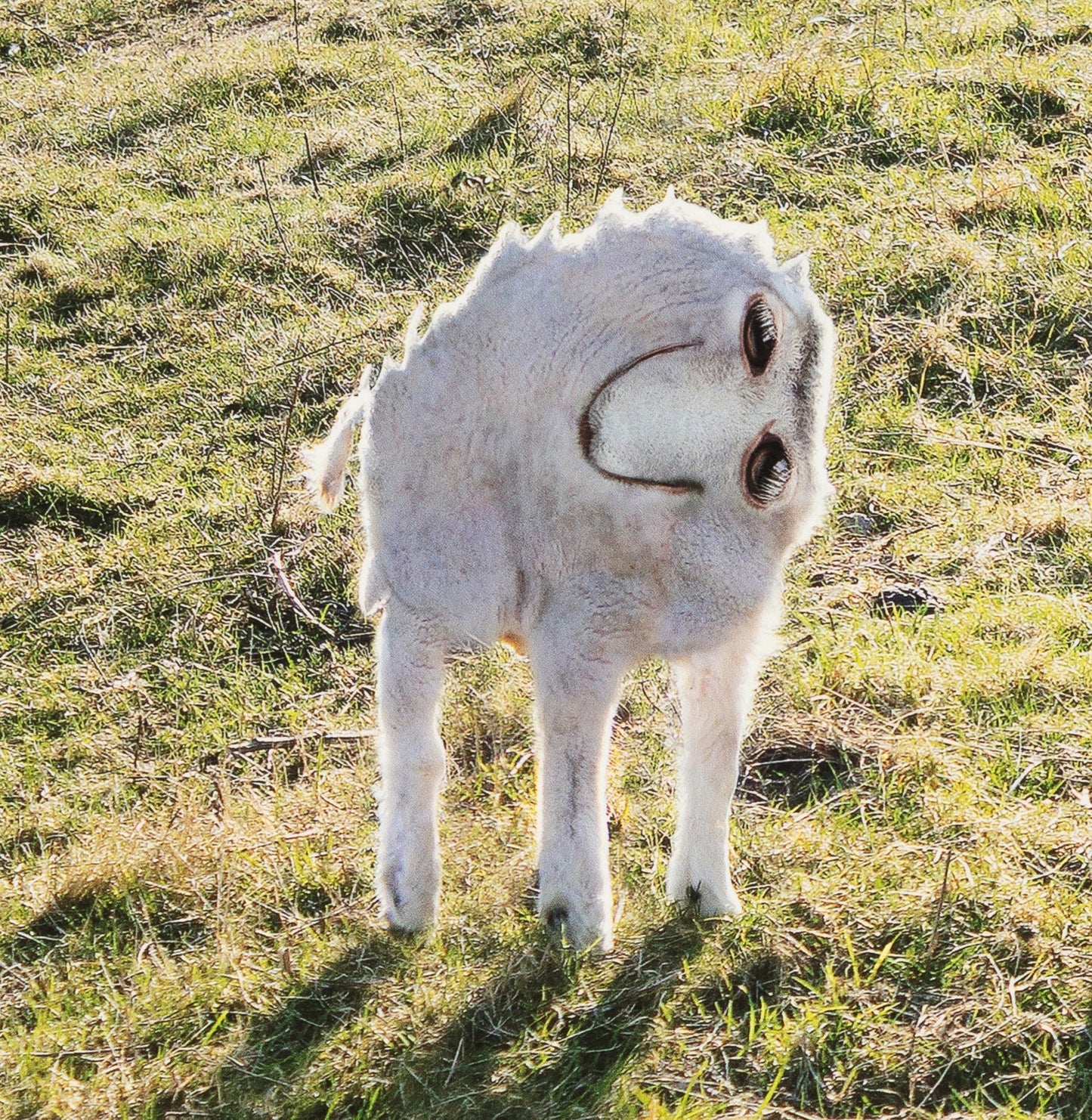 Things I Have Drawn - Toby Takes His Time (2025)