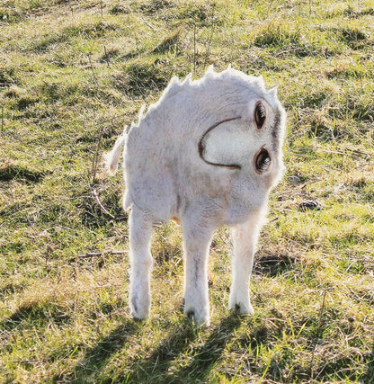 Things I Have Drawn - Toby Takes His Time (2025)