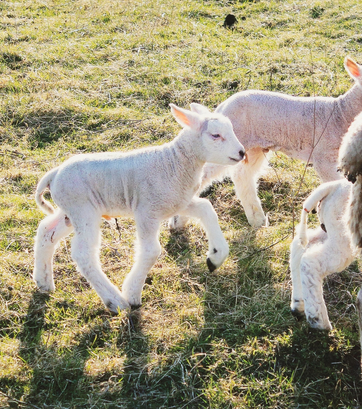 Things I Have Drawn - Toby Takes His Time (2025)