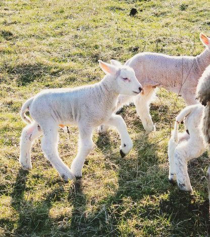 Things I Have Drawn - Toby Takes His Time (2025)