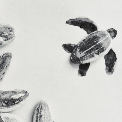 Romain Joly - Tortue (2025)