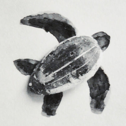 Romain Joly - Tortue (2025)