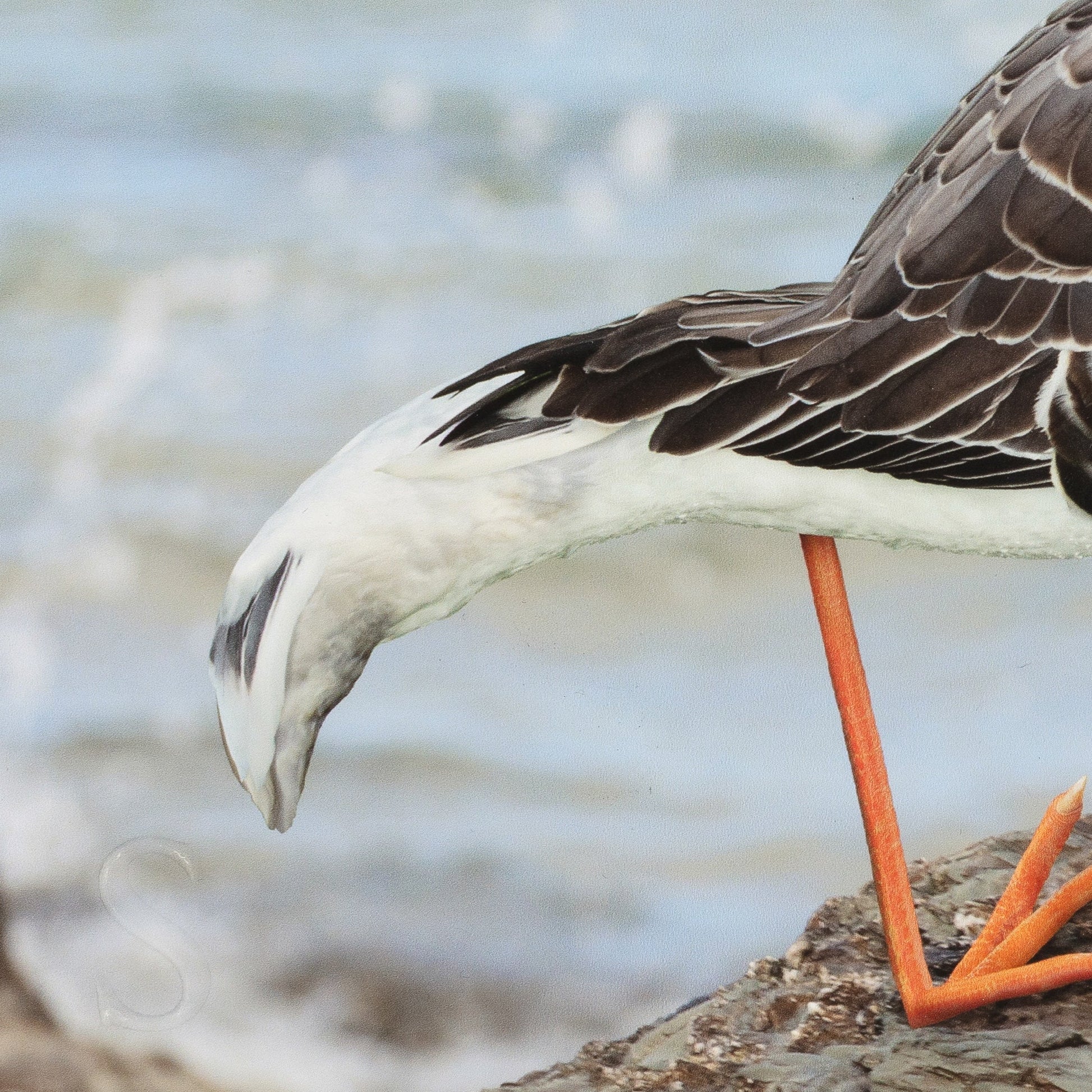 Bird with orange legs and feet standing on a rock by water