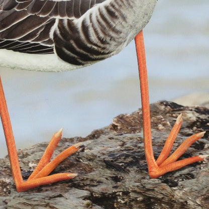 Close-up of a bird's feet with orange webbed toes on a rock