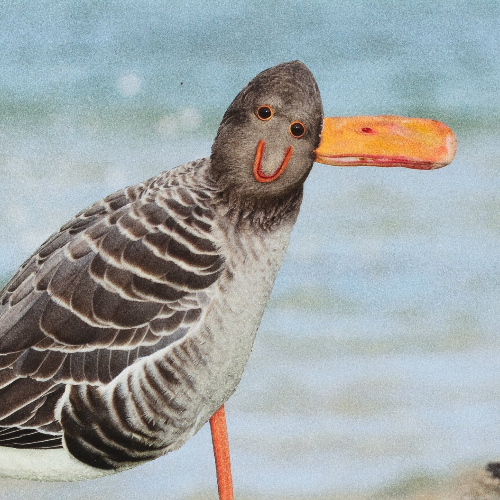 Bird with a distinctive orange beak and feet against a blurred natural background