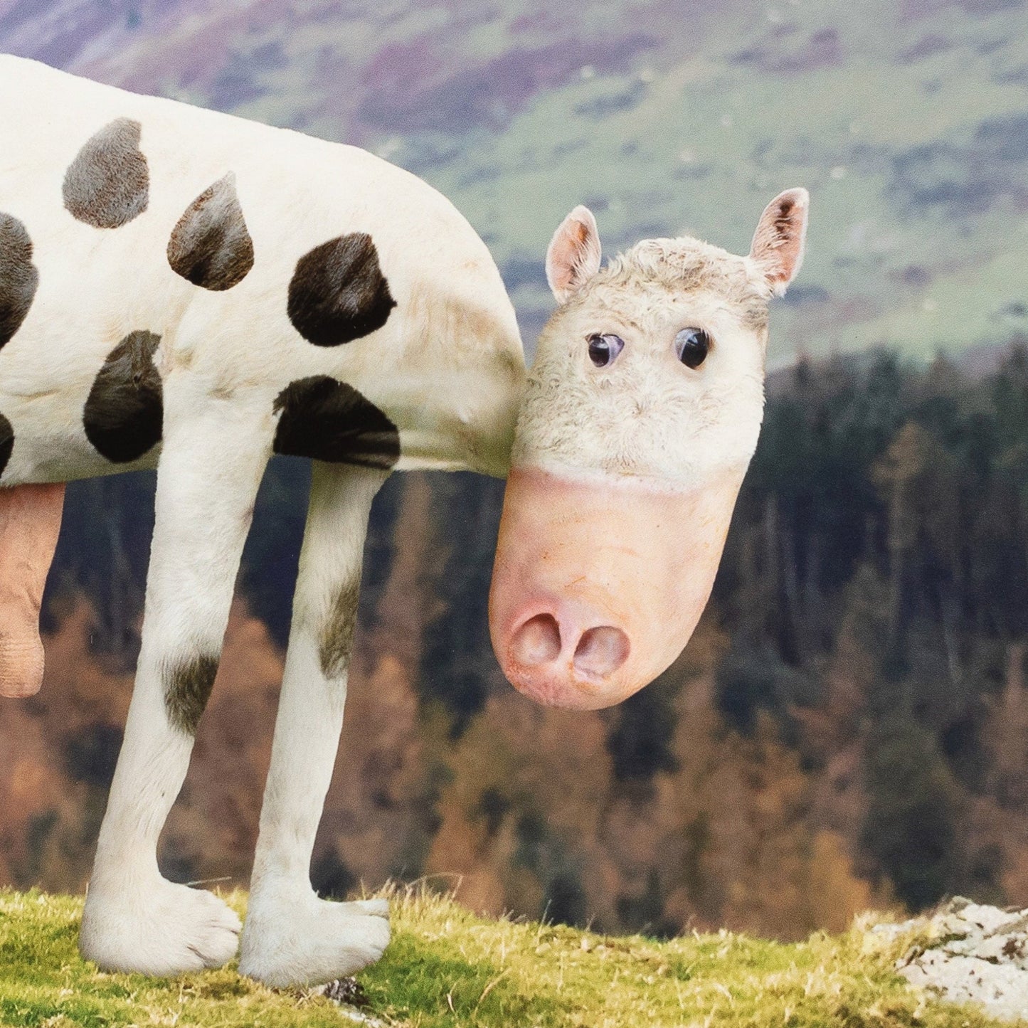 Horse with pig's snout standing on grass with a mountainous background