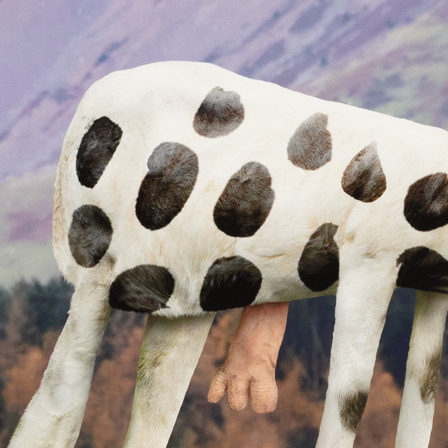 COW toy with black spots held by a hand against a blurred natural background