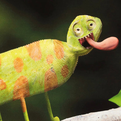 Chameleon with a wide-open mouth and tongue extended on a dark background