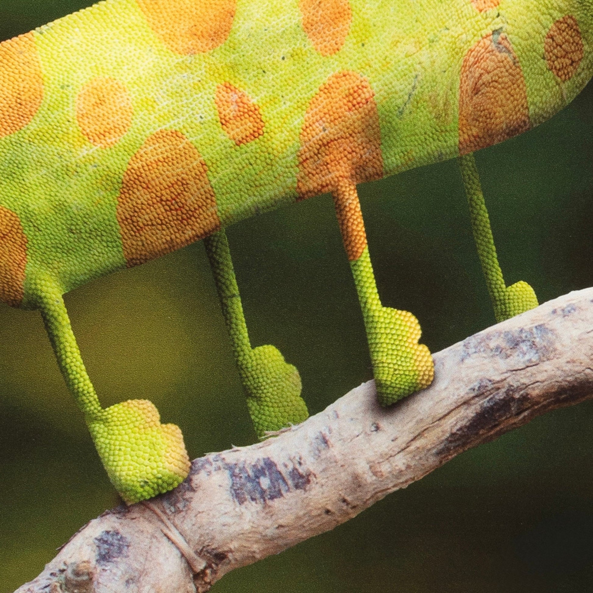 Close-up of a green and orange chameleon on a branch