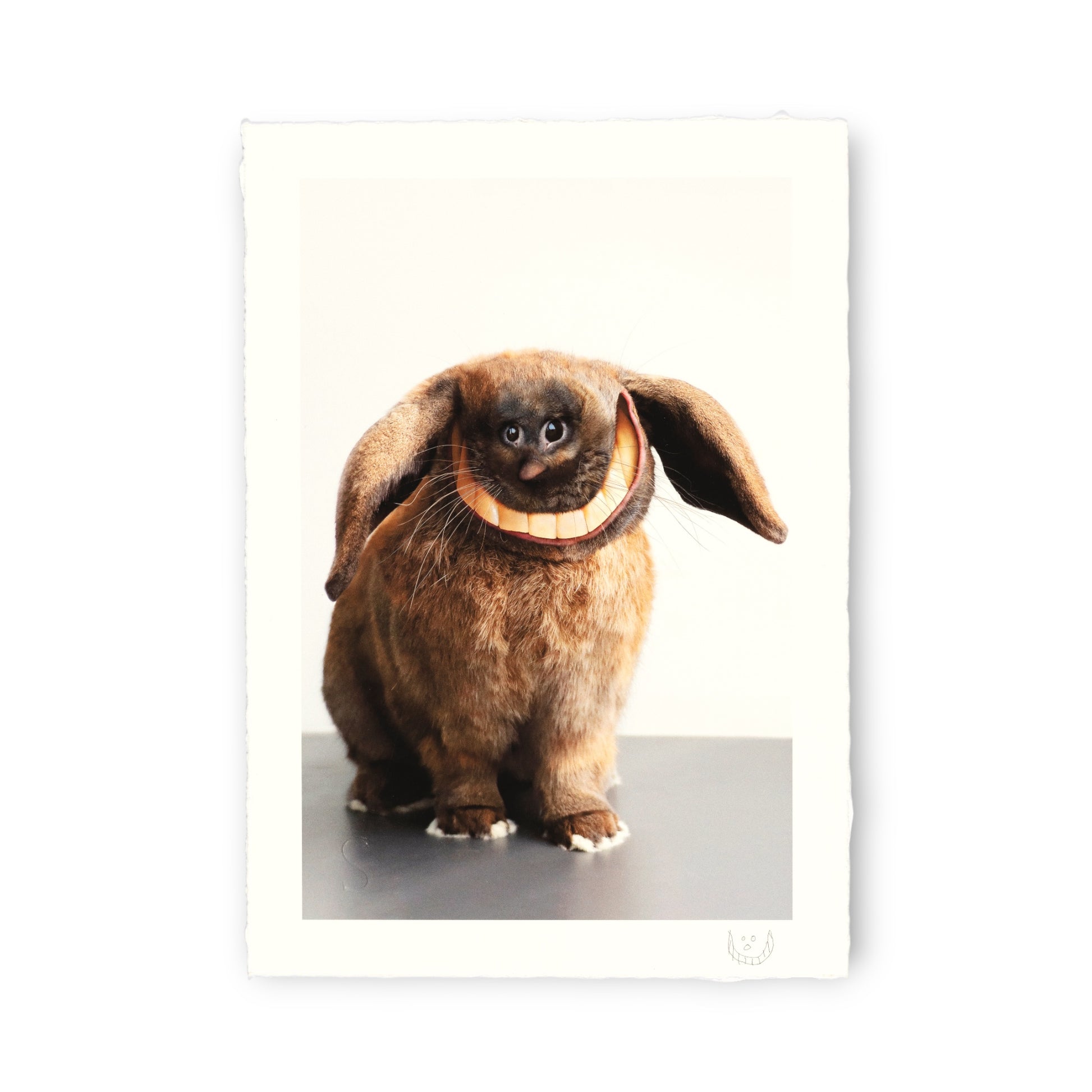Brown rabbit with large ears on a white background