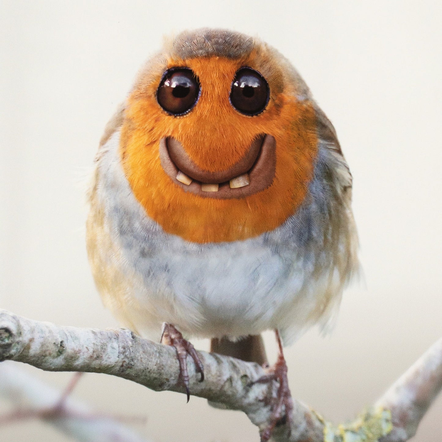 Bird with a smiling face on a branch