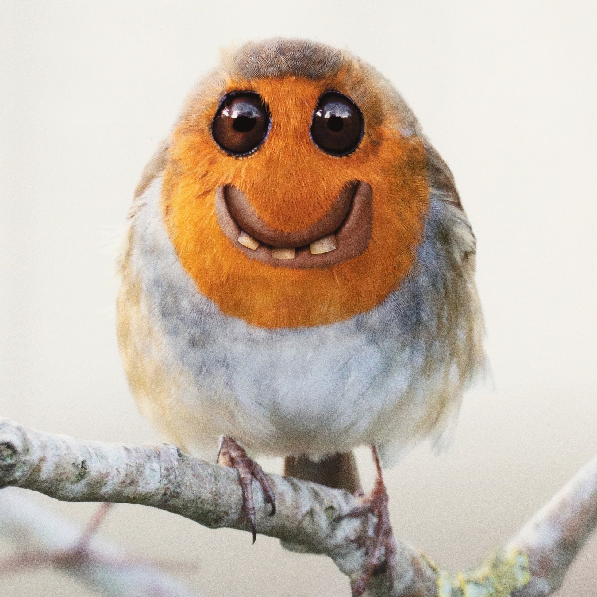 Bird with a smiling face on a branch