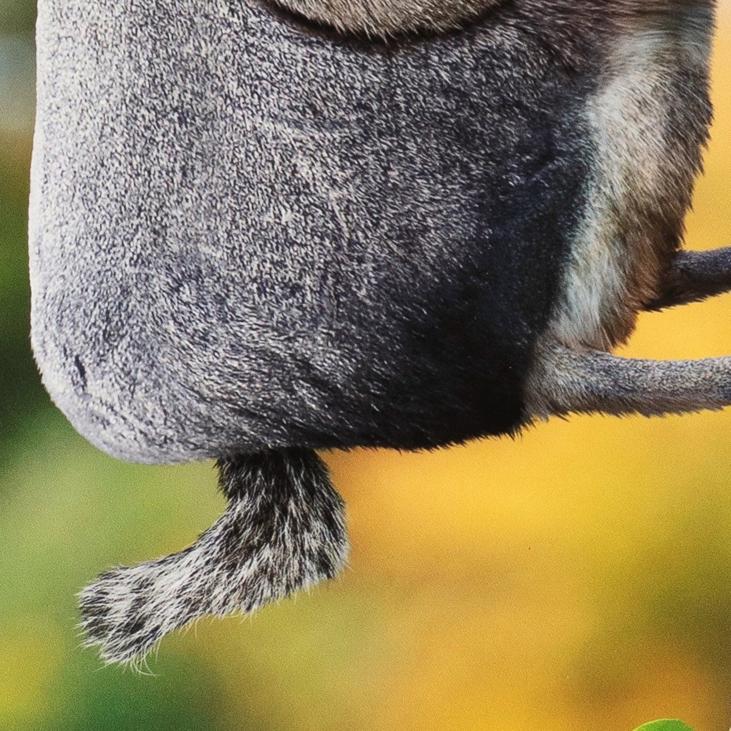 Close-up of a squirrel's body with a blurred yellow and green background