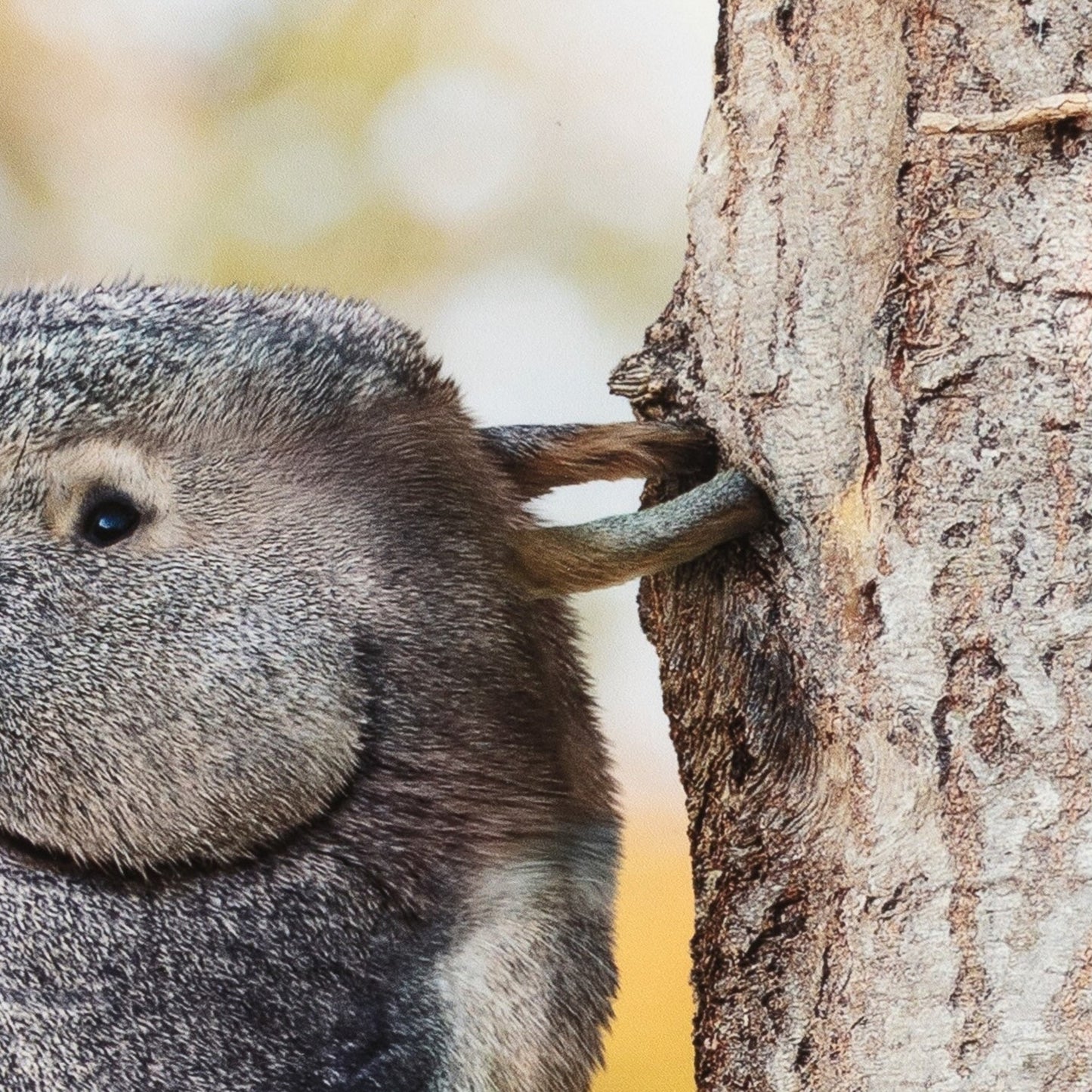 Close-up of a SQUIRREL climbing a tree