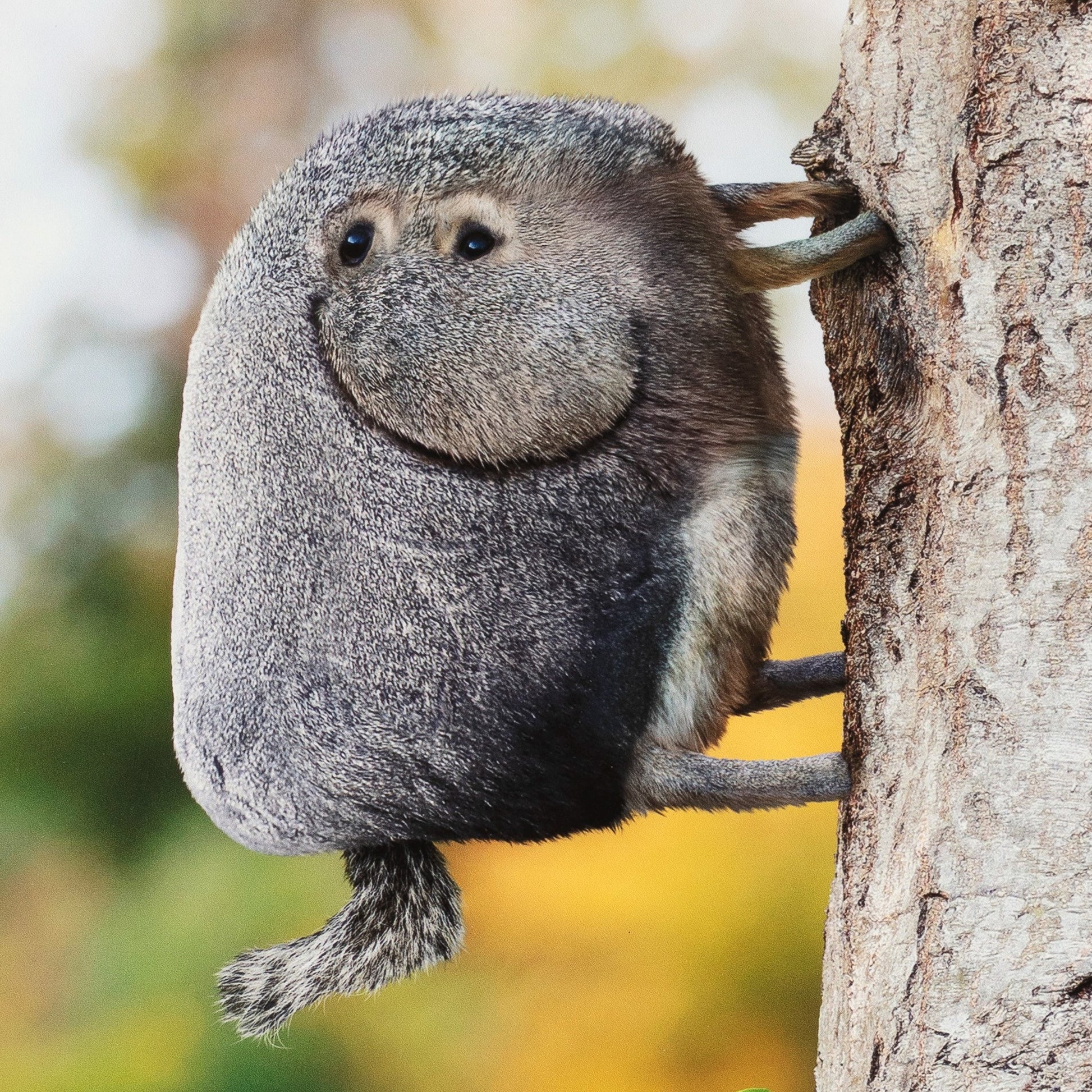 Small animal clinging to a tree trunk with a blurred natural background