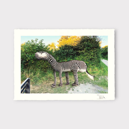 Zebra standing on a grassy path with trees in the background