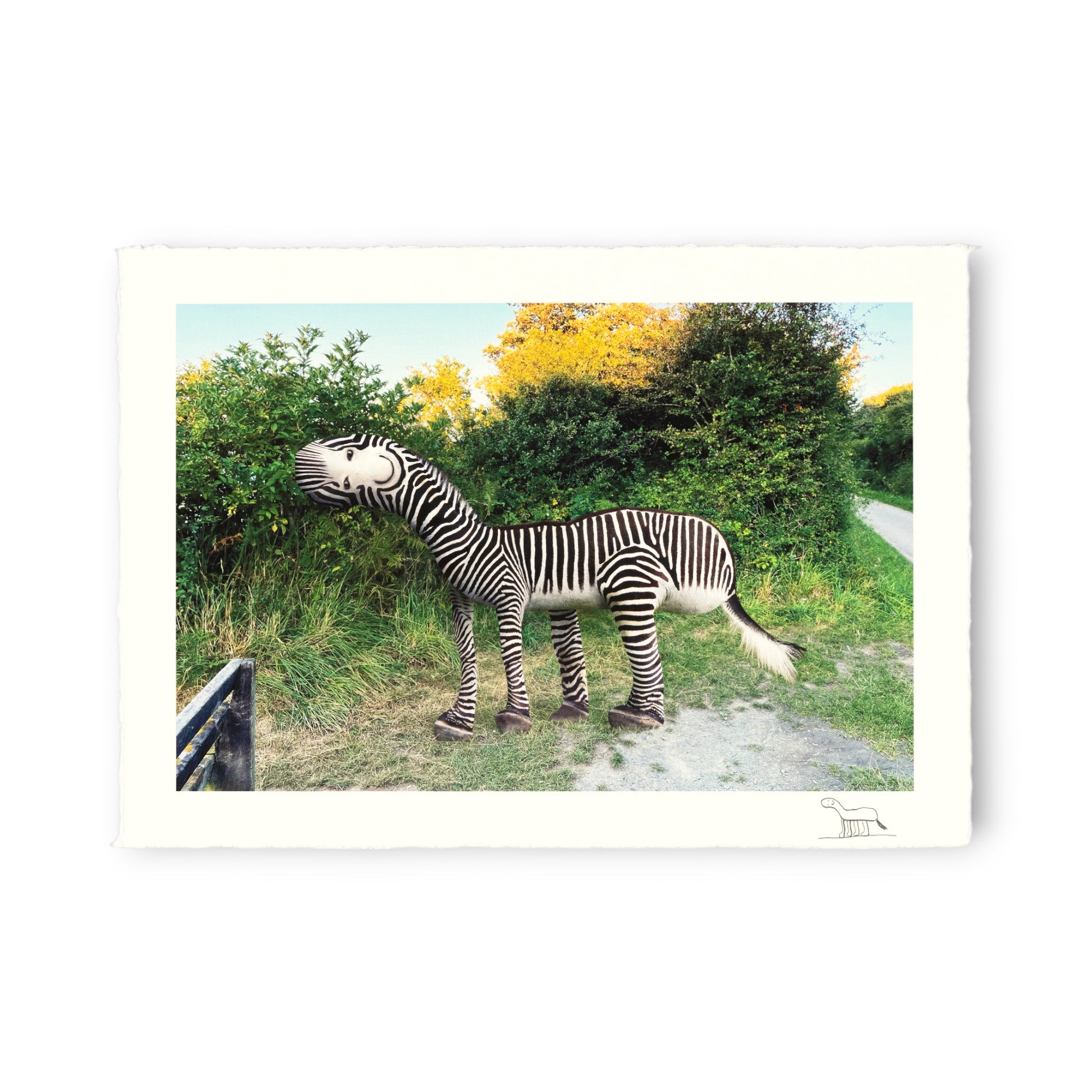 Zebra standing on a grassy path with trees in the background