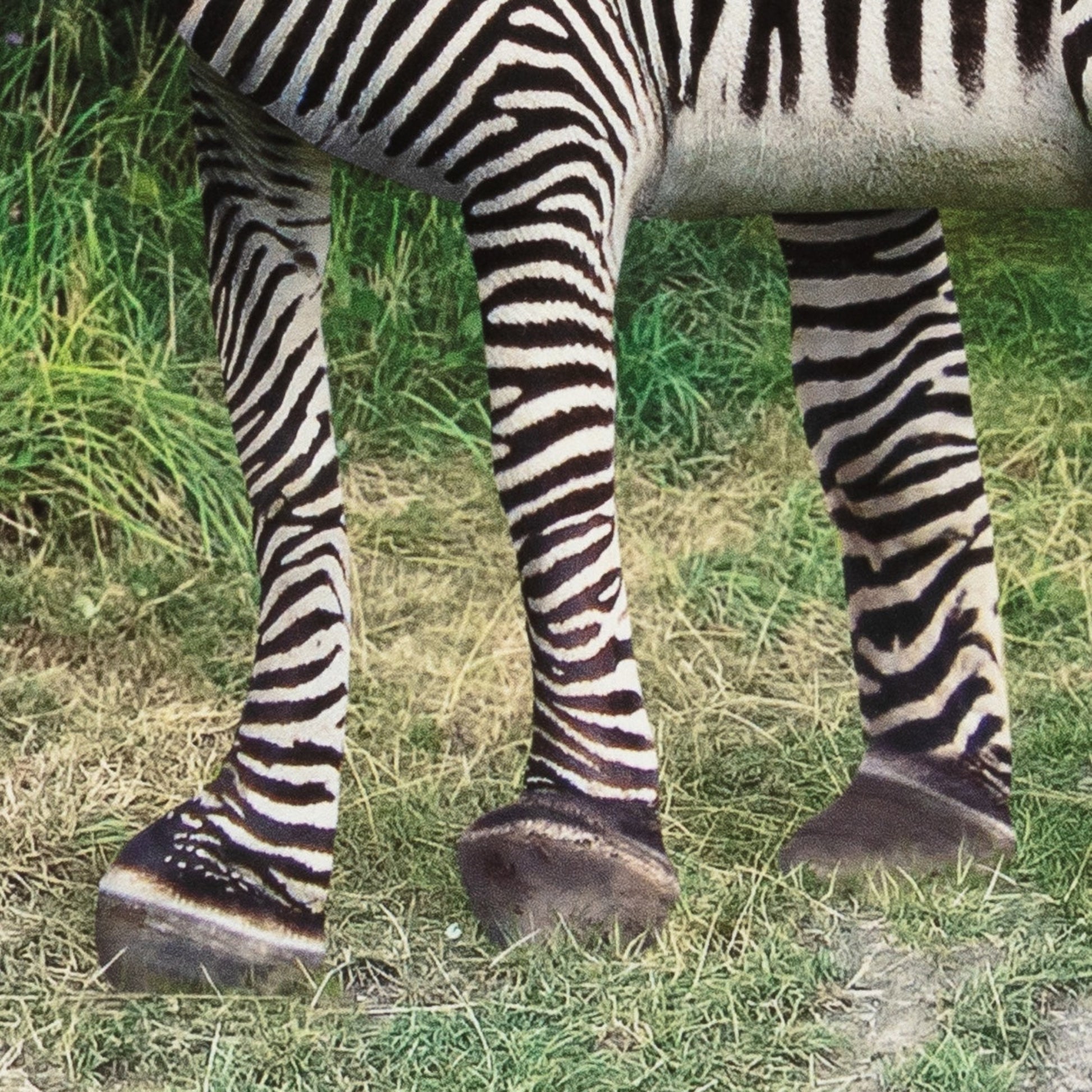 Close-up of a zebra's legs on grass