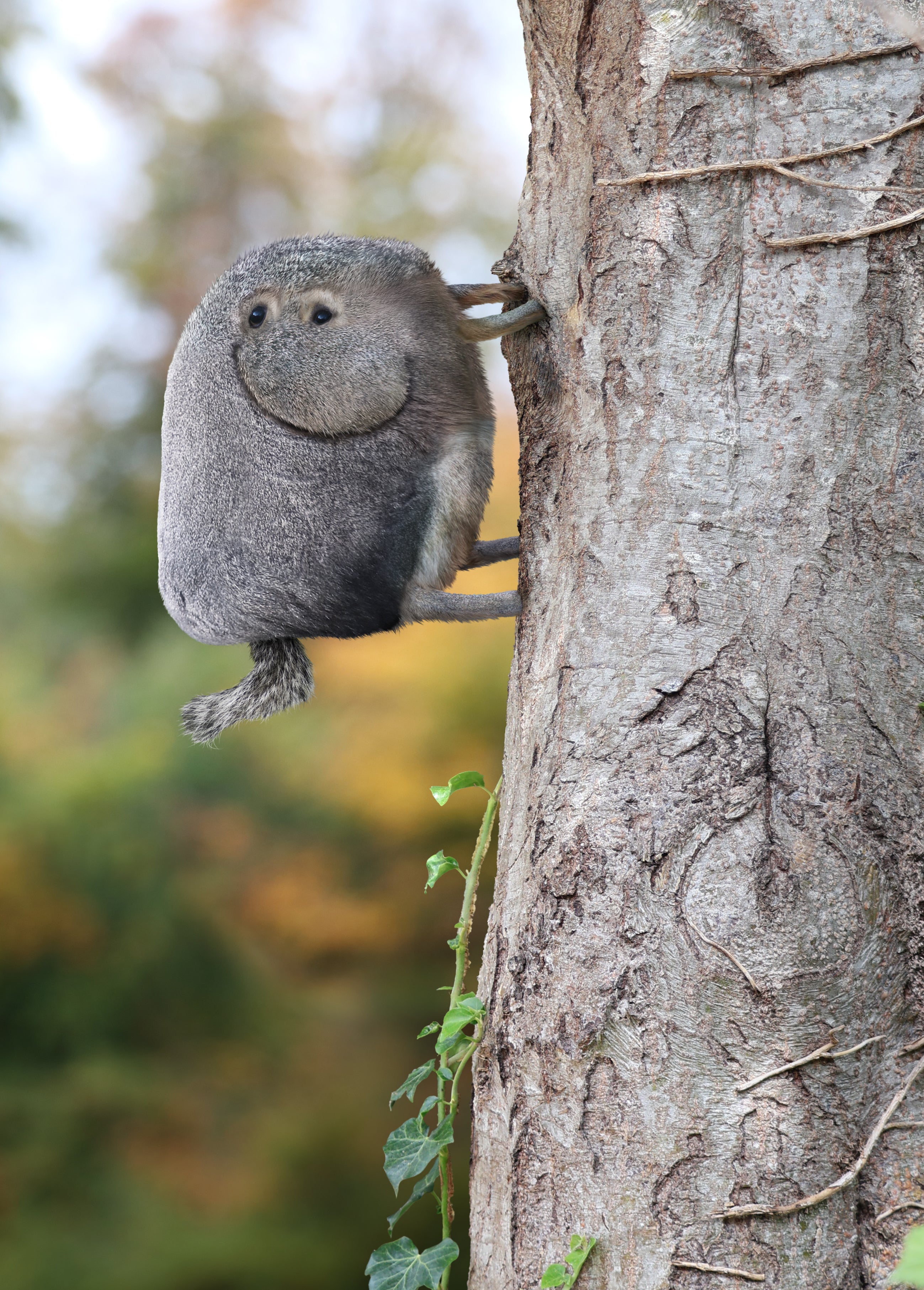 squirrel on tree trunk