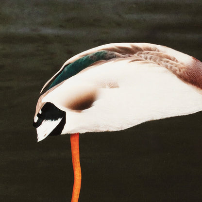 Things I Have Drawn  - Naomi Holds Her Breath (2025)